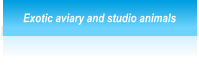 Exotic aviary and studio animals